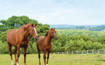 equine fencing horse electric fences